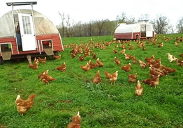«Работник куриной фермы» (Германия)